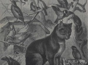 ‘Die Vogelkatze’ by Carl Gerber | Engraving | 1885