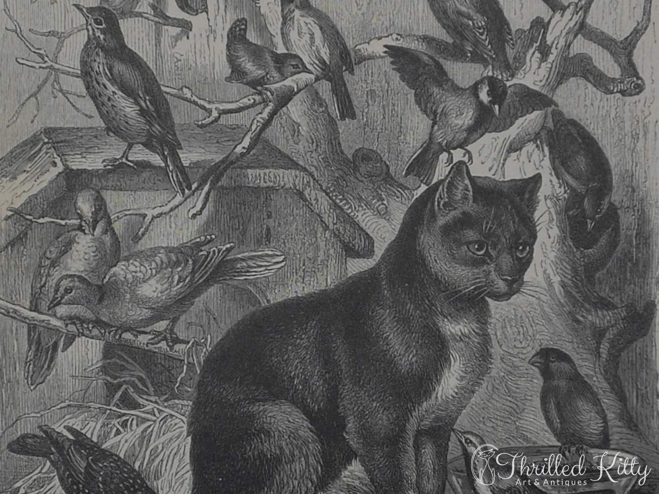 'Die Vogelkatze' by Carl Gerber | Engraving | 1885
