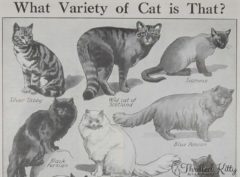 ‘What Variety of Cat is That?’ Chart | 1930s
