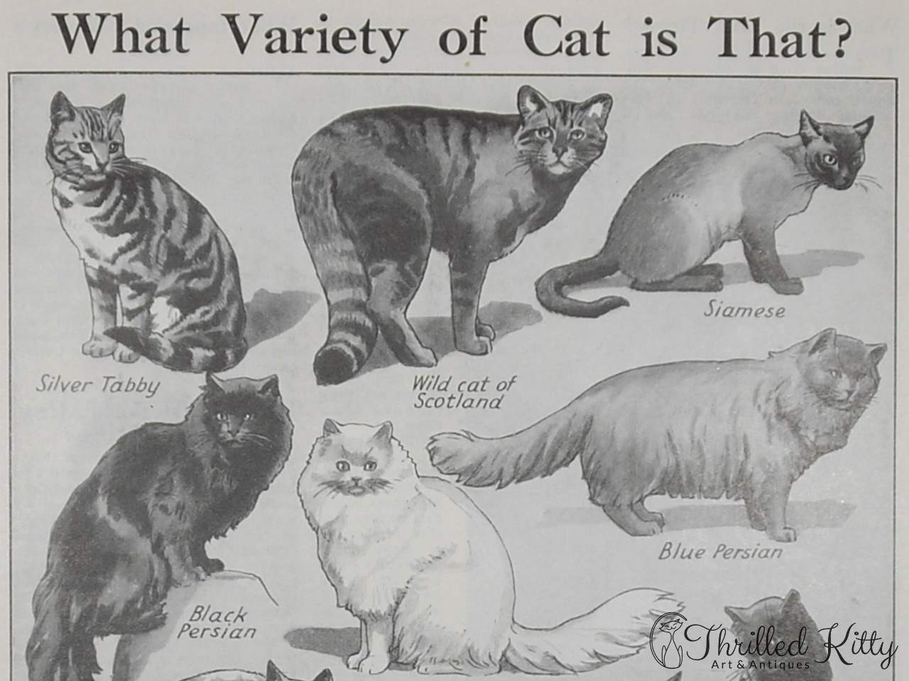 'What Variety of Cat is That?’ Chart | 1930s