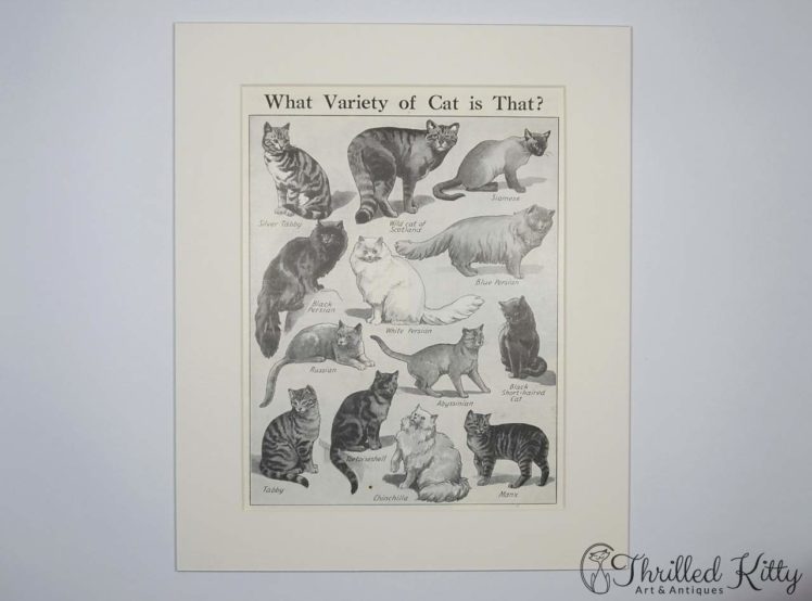 What Variety of Cat is That Chart-1930s-2