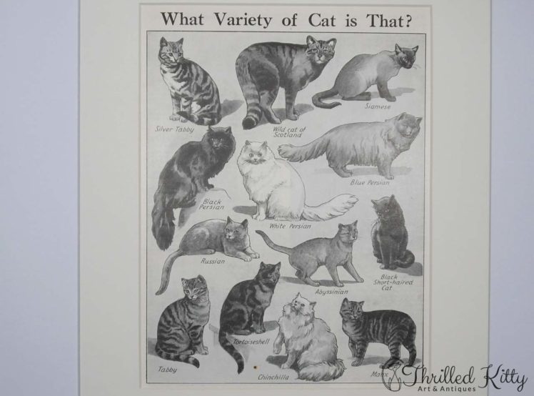 What Variety of Cat is That Chart-1930s-4